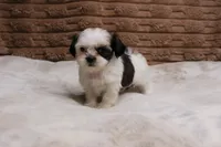 Izzy, a female Shih Tzu for sale in Grovespring, MO – 2 of 5