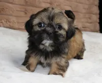 Bailey, a female Shih Tzu for sale in Grovespring, MO – 4 of 5