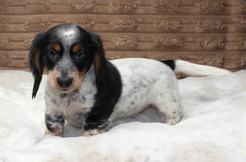 Sam – Dachshund puppy for sale in Grovespring, MO
