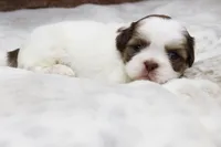 Lilly, a female Shih Tzu for sale in Grovespring, MO – 2 of 5