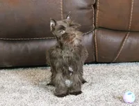 Millie, a female Miniature Schnauzer for sale in Grovespring, MO – Photo 2 of 6