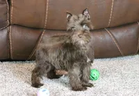 Millie, a female Miniature Schnauzer for sale in Grovespring, MO – Photo 1 of 6