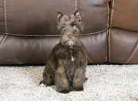 Millie, a female Miniature Schnauzer for sale in Grovespring, MO – Photo 3 of 6