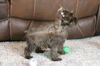 Millie, a female Miniature Schnauzer for sale in Grovespring, MO – Photo 4 of 6