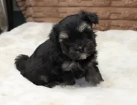 Rocky, a male Havanese for sale in Grovespring, MO – 2 of 4