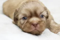 Maggie, a female Shih Tzu for sale in Grovespring, MO – 4 of 5