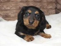 Lacy, a female Dachshund for sale in Grovespring, MO – 4 of 4
