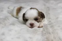 Lucy, a female Shih Tzu for sale in Grovespring, MO – 3 of 5