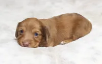 Missy, a female Miniature Dachshund for sale in Grovespring, MO – 3 of 5