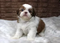 Millie, a female Shih Tzu for sale in Grovespring, MO – 3 of 5