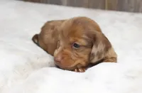 Daisy, a female Miniature Dachshund for sale in Grovespring, MO – 4 of 5
