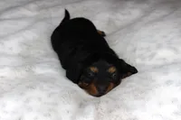 Lacy, a female Dachshund for sale in Grovespring, MO – 5 of 5