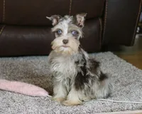 Cosmo, a male Miniature Schnauzer for sale in Grovespring, MO – Photo 3 of 5