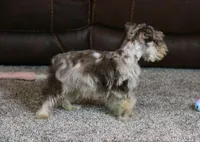 Cosmo, a male Miniature Schnauzer for sale in Grovespring, MO – Photo 4 of 5