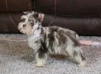 Cosmo, a male Miniature Schnauzer for sale in Grovespring, MO – Photo 2 of 5