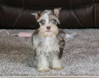 Cosmo, a male Miniature Schnauzer for sale in Grovespring, MO – Photo 1 of 5
