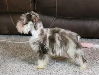 Cosmo, a male Miniature Schnauzer for sale in Grovespring, MO – Photo 5 of 5