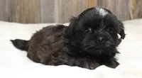 Lucy, a male Shih Tzu for sale in Grovespring, MO – 4 of 5
