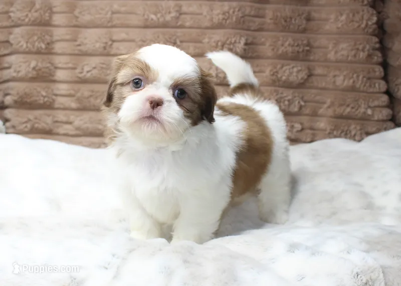 Millie – Shih Tzu puppy for sale in Grovespring, MO
