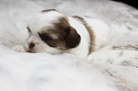 Lilly, a female Shih Tzu for sale in Grovespring, MO – 4 of 5
