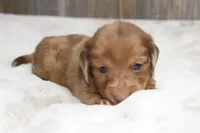 Daisy, a female Miniature Dachshund for sale in Grovespring, MO – 3 of 5