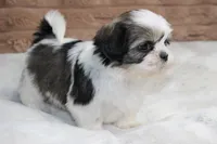 Zeke, a male Shih Tzu for sale in Grovespring, MO – 3 of 5