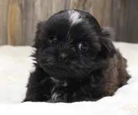 Lucy, a male Shih Tzu for sale in Grovespring, MO – 3 of 5