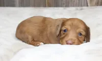 Missy, a female Miniature Dachshund for sale in Grovespring, MO – 2 of 5