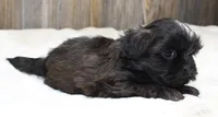 Lucy, a male Shih Tzu for sale in Grovespring, MO – 2 of 5