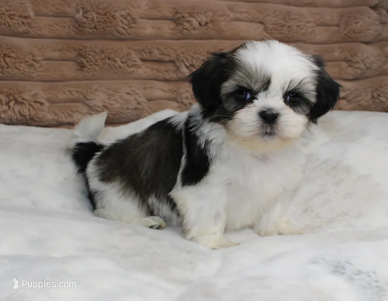 Zeke – Shih Tzu puppy for sale in Grovespring, MO