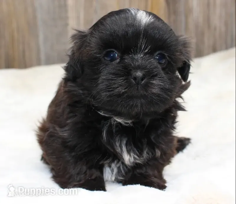 Lucy – Shih Tzu puppy for sale in Grovespring, MO