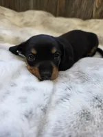 Sadie, a female Miniature Dachshund for sale in Grovespring, MO – 4 of 5