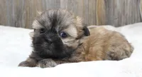 Bear, a male Shih Tzu for sale in Grovespring, MO – 4 of 5