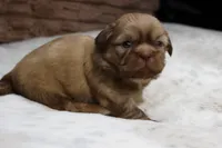 Maggie, a female Shih Tzu for sale in Grovespring, MO – 2 of 5