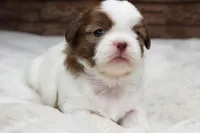 Millie, a female Shih Tzu for sale in Grovespring, MO – 1 of 5