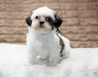 Izzy, a female Shih Tzu for sale in Grovespring, MO – 4 of 5