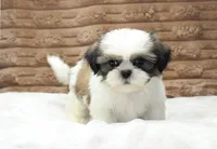 Ollie, a male Shih Tzu for sale in Grovespring, MO – 4 of 5