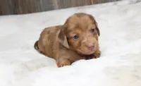 Daisy, a female Miniature Dachshund for sale in Grovespring, MO – 1 of 5