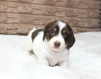 Macy, a female Dachshund for sale in Grovespring, MO – 1 of 5