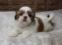 Molly, a female Shih Tzu for sale in Grovespring, MO – 5 of 6