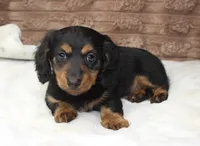 Lacy, a female Dachshund for sale in Grovespring, MO – 3 of 4
