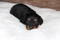 Lacy, a female Dachshund for sale in Grovespring, MO – 4 of 5