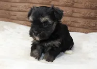 Rocky, a male Havanese for sale in Grovespring, MO – 3 of 4