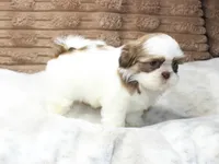 Lilly, a female Shih Tzu for sale in Grovespring, MO – 4 of 6