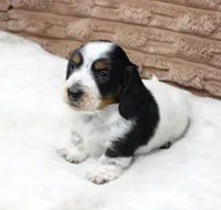 Sam, a male Dachshund for sale in Grovespring, MO – 5 of 5