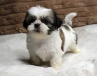 Ollie, a male Shih Tzu for sale in Grovespring, MO – 2 of 5