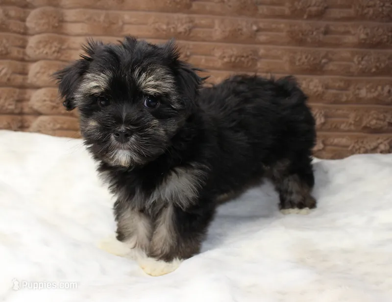 Rocky – Havanese puppy for sale in Grovespring, MO