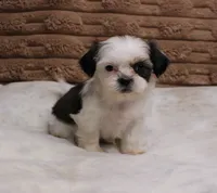 Izzy, a female Shih Tzu for sale in Grovespring, MO – 3 of 5