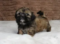 Bailey, a female Shih Tzu for sale in Grovespring, MO – 3 of 5