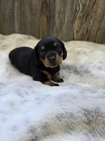 Sadie, a female Miniature Dachshund for sale in Grovespring, MO – 5 of 5